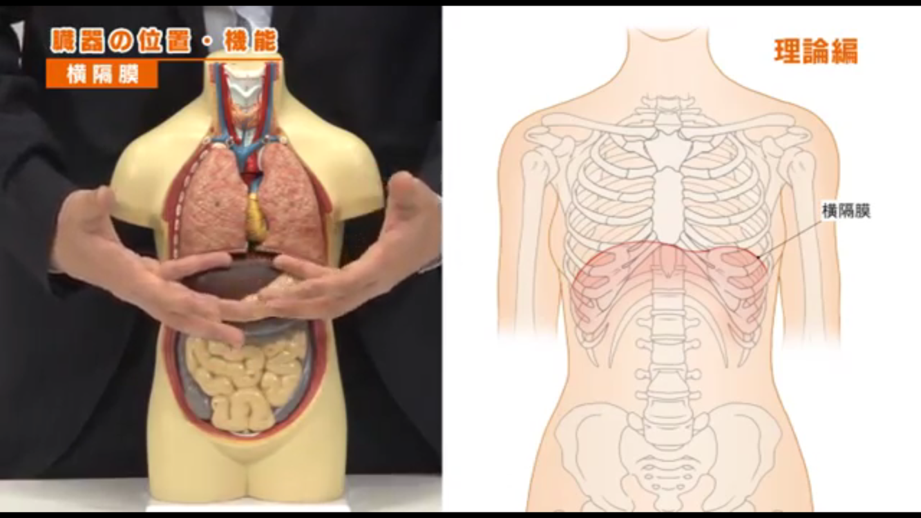 内臓テクニックのための基礎解剖生理